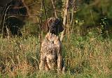 DOGUE ALLEMAND 909